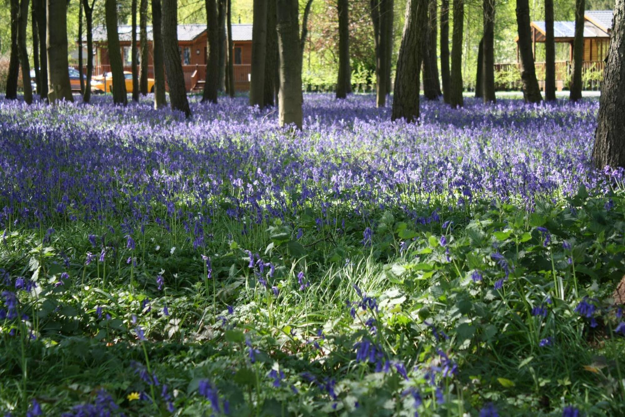 Hollicarrs - Stag Lodge York Exteriér fotografie